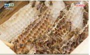 생태계의 매개자, 꿀벌 왜 사라지는가?