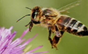 [숨은과학찾기]  꿀벌의 위대한 비행